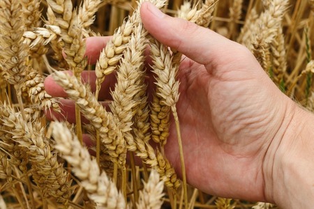 Grano