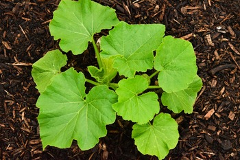 Pianta
